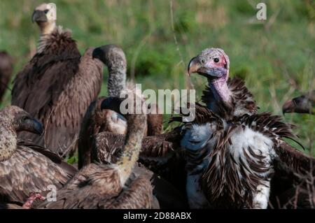 Lappata-di fronte Vulture (Torgos tracheliotus), il Masai Mara riserva nazionale del Kenya. Foto Stock