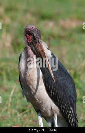 Marabou Stork (Leptoptilus crumeniferus), il Masai Mara riserva nazionale del Kenya. Foto Stock