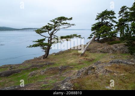 Alberi in vento sulla costa rocciosa dello Shark Reef Sanctuary sull'isola di Lopez, Washington, USA Foto Stock