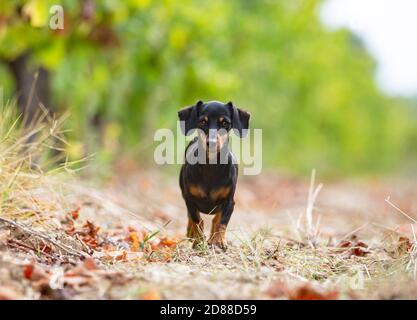 Dachshund nero e marrone camminando nella natura Foto Stock