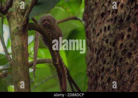 Un marmoset pigmeo (Callithrix pygmaea) dal Parco Nazionale di Cuyabeno, Ecuador. Si tratta di un esperto di alimentazione gengivale gnawing buchi nella corteccia degli alberi di sap. Foto Stock