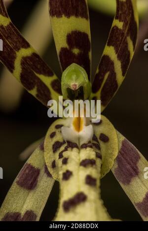 Orchidea ragno in fiore (Brassia sp) della foresta amazzonica ecuadoriana in Sud America. Foto Stock