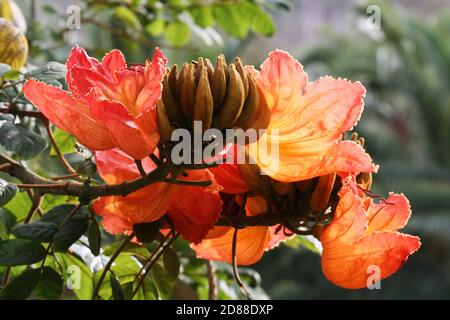 Afrikanischer Tulpenbaum Foto Stock