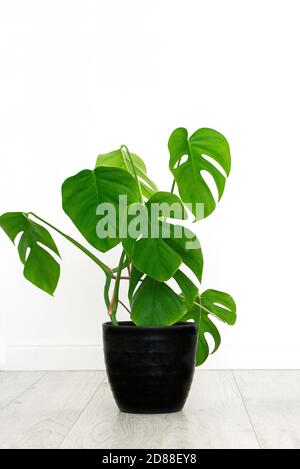 casa monstera pianta in bianco interno. Foto Stock