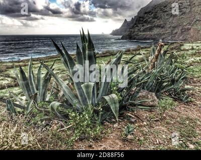 Tenerife costa selvaggia in Hidalgo Foto Stock