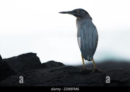 L'airone di lava (Butorides sundevalli) una specie endemica delle isole Galapagos in Ecuador. Foto Stock