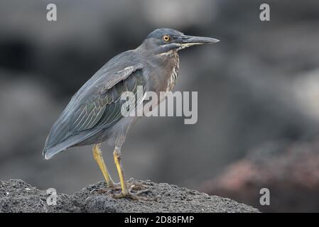 L'airone di lava (Butorides sundevalli) una specie endemica delle isole Galapagos in Ecuador. Foto Stock