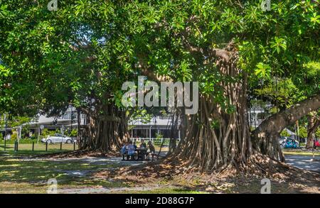 Picnic all'ombra dei fichi giganti dello straniero al Rex Smeal Park, Port Douglas, North Queensland Foto Stock