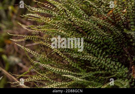 Felci, maidenhair spleenwort, Asplenium trichomanes, crescendo in ambiente umido sulle rocce. Il sud della Spagna. Foto Stock