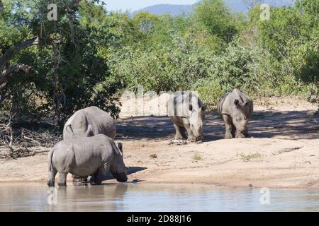 Famiglia di rinoceronti bianchi meridionali a rischio di estinzione (Ceratotherium simum simum) che bevono in una buca d'acqua nel Parco Nazionale di Kruger, Sudafrica Foto Stock