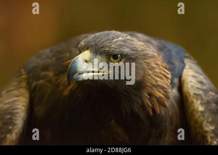 Golden Eagle primo piano della testa Foto Stock