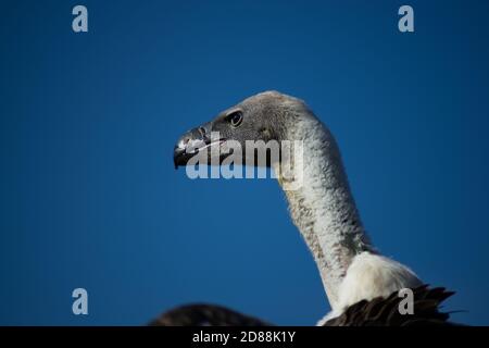 avvoltoio bianco da vicino della testa Foto Stock