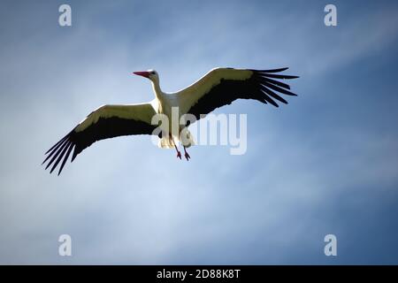 cicogna bianca in volo da vicino Foto Stock