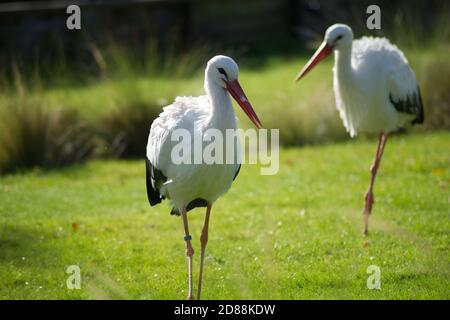 coppia di cicogne bianche che camminano a terra Foto Stock