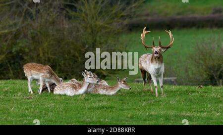 Allow Deer (Dama dama), Dyrham Park, Regno Unito Foto Stock