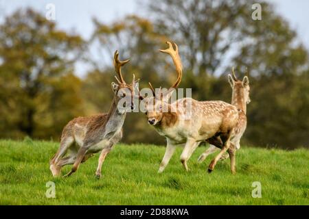 Allow Deer (Dama dama), Dyrham Park, Regno Unito Foto Stock