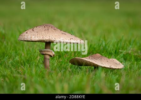 Parasol (fungo Macrolepiota procera) Foto Stock