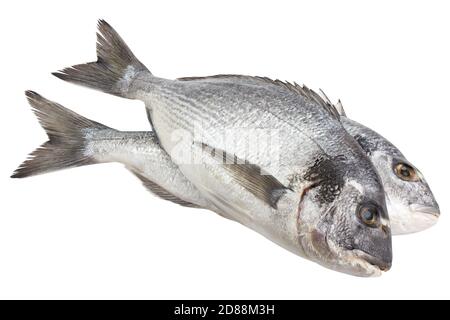 pesce dorado, sentiero di ritaglio, isolato su sfondo bianco, piena profondità di campo Foto Stock