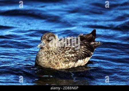 Grande Skua, Stercorarius skua, conosciuto anche come Bonxie seduto sul mare al largo dell'Isola di Iona, Ebridi interne, Scozia Foto Stock