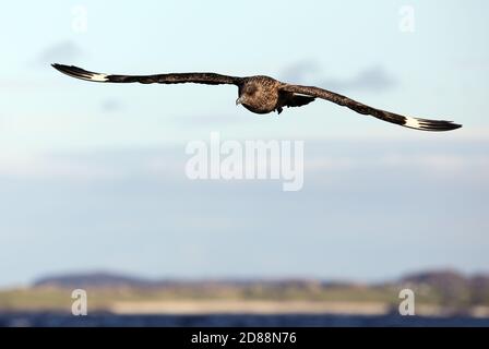 Grande Skua, Stercorarius skua, in fuga dal mantello dell'Isola di Iona. Sono anche noti come Bonxie. Foto Stock