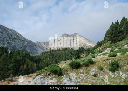 Pino di montagna (Pinus unchinata) con la cima Gra de Fajol sullo sfondo. Parco Naturale Capçaleres del Ter i del Freser. Catalogna. Spagna. Foto Stock