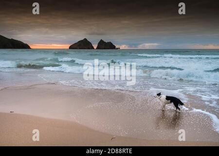 Un cane in piedi su Holywell Beach con Gull Rocks in lontananza in Cornovaglia. Foto Stock