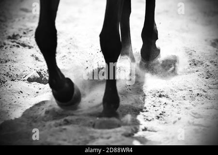 Immagine in bianco e nero delle gambe di un cavallo nero che corre sulla sabbia, facendo calciare la polvere con i suoi zoccoli, che è illuminato dal sole. Foto Stock