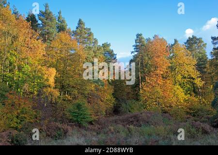 Autumn Colours at Nags Head RSPB nature reserve in the Forest of Dean Foto Stock