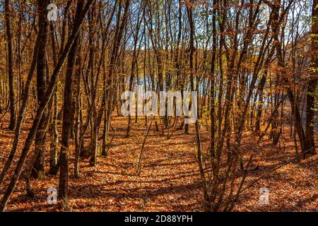 Autunno bosco di faggio colorato. Un paesaggio favoloso con foglie dorate e un lago blu in lontananza. Passeggia attraverso la foresta Sunny autunnale. Luminoso p Foto Stock