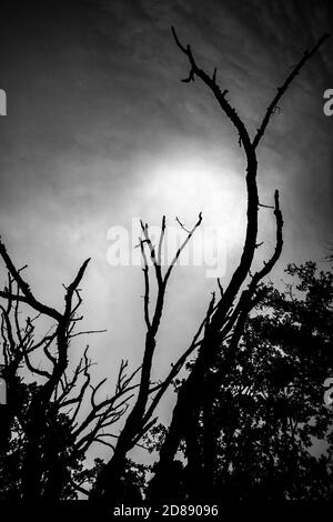 Fuoco selettivo sulle silhouette dei rami di albero creepy, Bulgaria del sud, giorno nuvoloso di autunno. Moody effetto oscurità immagine sentimenti Foto Stock