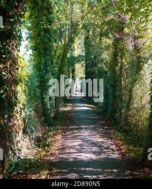 Un percorso forestale stretto che conduce a uno spazio aperto. Una sorta di effetto tunnel. Foto Stock