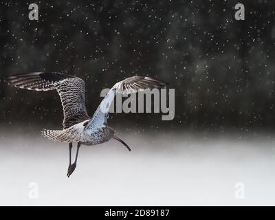 Il marciapiede decollo sotto la pioggia Foto Stock