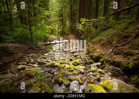 Il Parco nazionale di Olympic, Washington, Stati Uniti d'America sul sentiero a Sol Duc Falls. Foto Stock