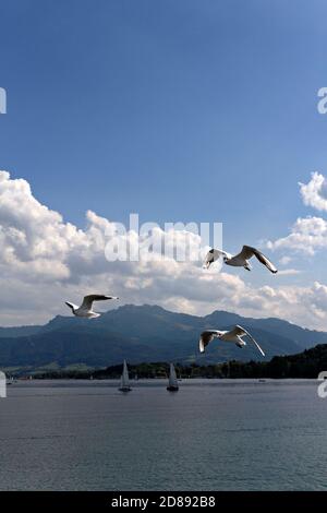 Gabbiani in volo, Chiemsee Chiemgau, alta Baviera Germania Foto Stock