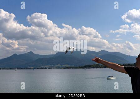 Uomo gettando cibo ad un gabbiano in volo, Chiemsee Chiemgau, alta Baviera Germania Foto Stock