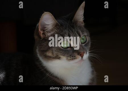 breve capelli gatto primo piano Foto Stock