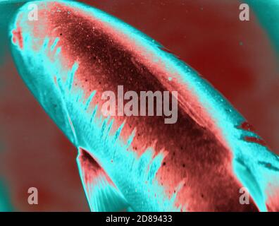 Colpo di closeup di un pesce in colori negativi al Grande barriera Corallina Australia Foto Stock