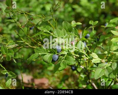 bacche nere di mirtillo selvatico su rami in natura da vicino Foto Stock