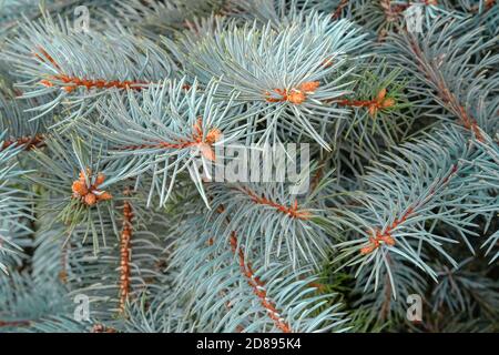 Pungens naturali o rami di abete rosso blu del Colorado con giovane coni gemme per texture astratta o sfondo stagionale Foto Stock