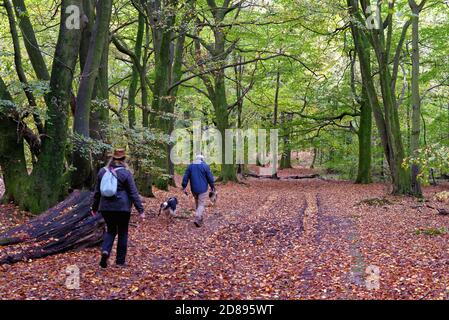 Coppie anziane che camminano un cane in colorati boschi autunnali sul North Downs vicino a Dorking, Surrey Hills Inghilterra UK Foto Stock