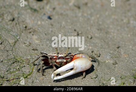 Il granchio di Fiddler con zampe ad anello, Austruca (Uca) annulla Foto Stock