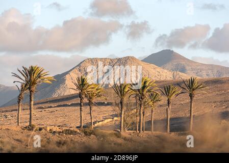 Palme nella spiaggia di Los Molinos a Fuerteventura, Isole Canarie nell'estate 2020. Foto Stock
