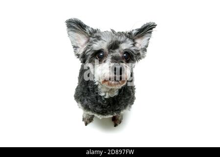 Il carino crossbreed di shi tzu e poodle seduto e che guarda timido e divertente. Isolato su sfondo bianco. Foto Stock