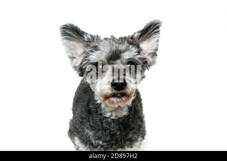 Il carino crossbreed di shi tzu e poodle seduto e che guarda timido e divertente. Isolato su sfondo bianco. Foto Stock