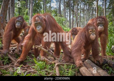 Kalimantan centrale, febbraio 2016, Pongo pygmaeus, un gruppo di Borneo orangutan in un centro di recupero della fauna selvatica. Foto Stock