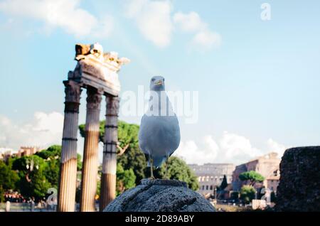 Roma, Italia - un bizzarro gabbiano che guarda lontano mentre posa con le strutture antiche romane deteriorate sullo sfondo. Foto Stock