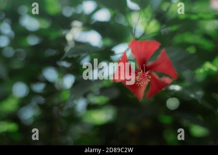 Primo piano di pollini di un fiore rosso Foto Stock