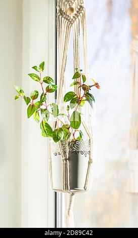 Primo piano macrame fatto a mano per fiori, appeso vicino alla finestra. Piante da interno, un hobby, amore per le piante. Arredamento in stile domestico. Foto Stock