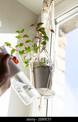 Primo piano macrame fatto a mano per fiori, appeso vicino alla finestra. Piante da interno, un hobby, amore per le piante. Annaffiatura e spruzzatura con acqua pianta interna. Foto Stock