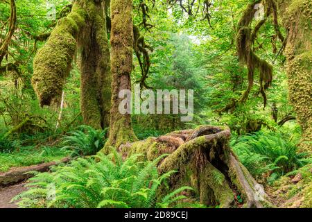 Hall di muschi nel Hoh foresta pluviale del Parco Nazionale di Olympic, Washington, Stati Uniti d'America. Foto Stock